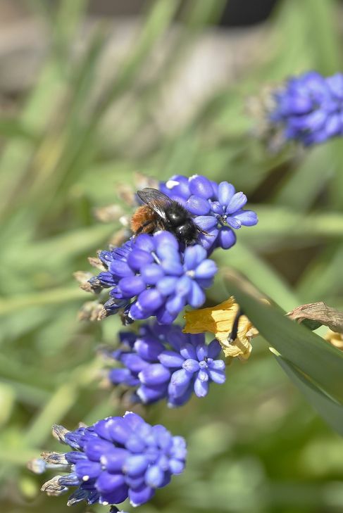 Für Wildbienen bauen Kinder in der Werkstatt StadtGrün Nisthilfen. Foto: Peter Brixius/Nabu