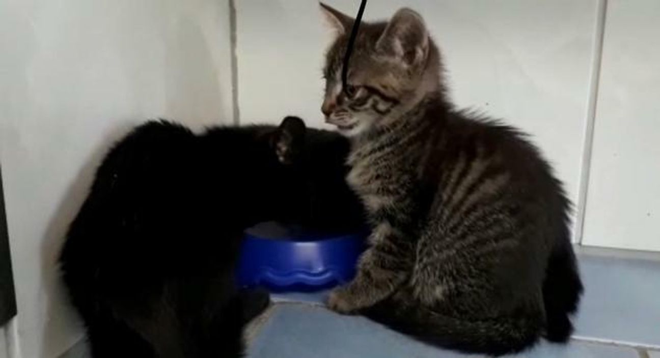 Jährlich werden viele kleine Katzen einfach ausgesetzt, wie diese Katzenkinder im Juli 2019. Man fand sie in einem Müllsack im Wittlicher Stadtpark. Anschließend landeten sie beim Förderverein Eifeltierheim e.V. Der Förderverein bittet um Wachsamkeit und Unterstützung der Bevölkerung. Foto: