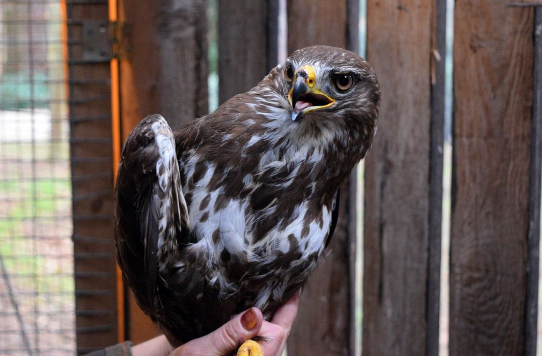 Auch der Bussard macht Fortschritte beim Flugtraining.