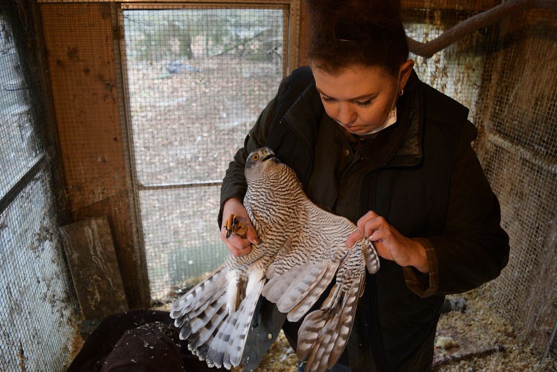 Der Habicht in Istemis Obhut wurde angeschossen und wird nie wieder fliegen können.