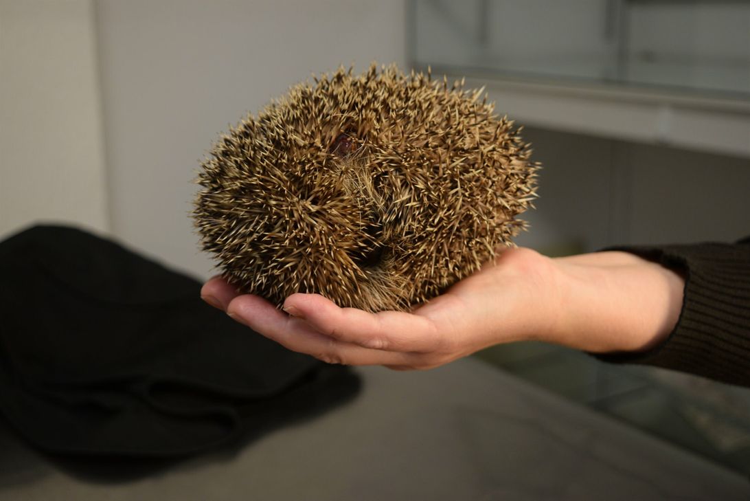 Viel zu klein um den Winter alleine zu überstehen ist das Igel-Junge, das von der Tierärztin gepflegt wird.