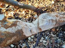 Biberspuren bei Hermeskeil