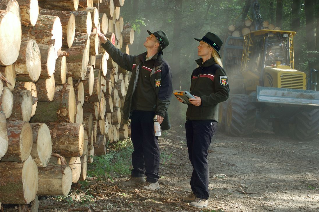 Bei den Maschinenvorführungen erklären Försterinnen
und Förster, wie Holz bereits im Wald nach Qualität und Verwendungszweck bewertet wird.