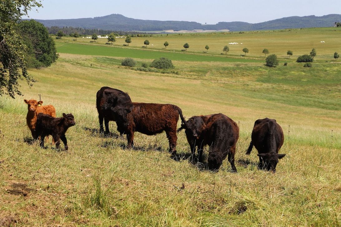 Im Naturschutzgebiet "Booser Maar" werden einige Flächen beweidet, um den Artenreichtum zu erhalten.