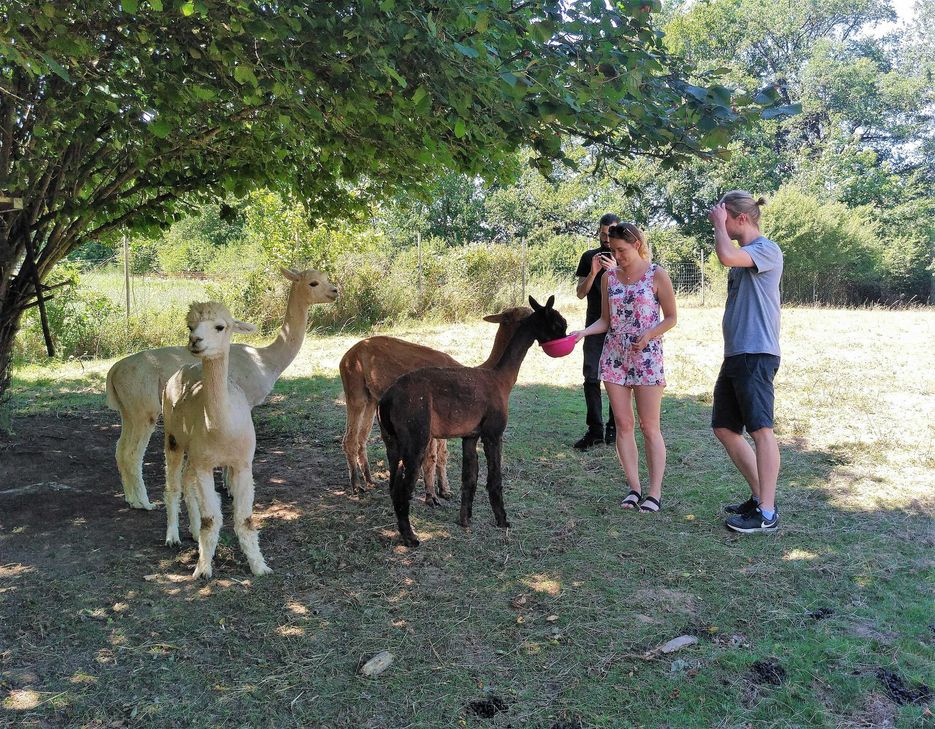 Wanderungen mit den zutraulichen Alpakas sind bei Kinder und Erwachsenen gleichermaßen beliebt. Foto: Privat