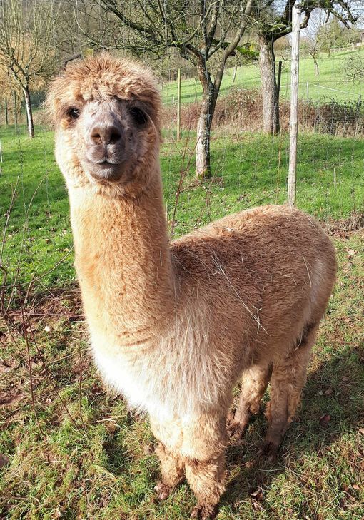 Alpakas werden auch als Therapietiere eingesetzt. Foto: Privat
