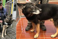 Elke Mutschall (v.li.) sucht für Nero und Apollo ein neues Zuhause. mn-Fotos