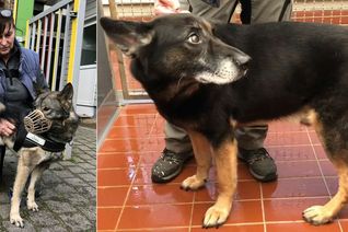 Elke Mutschall (v.li.) sucht für Nero und Apollo ein neues Zuhause. mn-Fotos