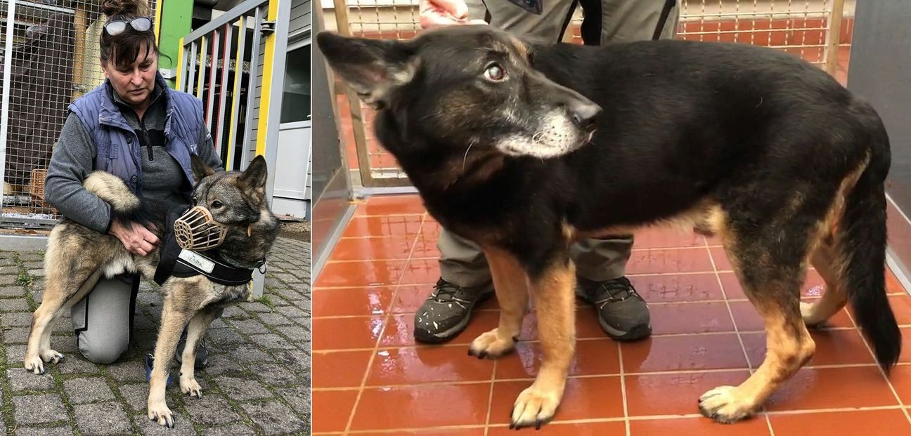 Elke Mutschall (v.li.) sucht für Nero und Apollo ein neues Zuhause. mn-Fotos