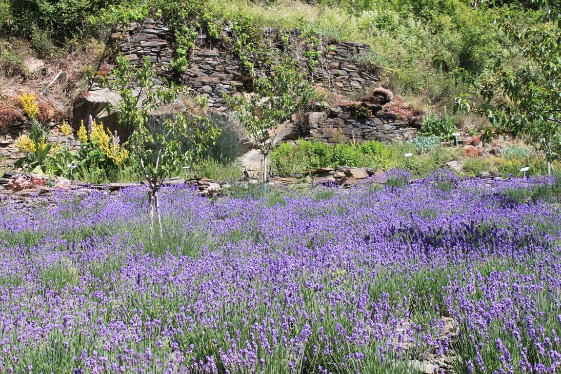 Bereits 2014 wurde mit LEADER-Mitteln die Pflanzung von rund 2500 Lavendel-Setzlingen im Weinberg der Lehmer Razejunge gefördert. Jetzt legt der Verein in ehrenamtlicher Arbeit auch einen Weinberg-Erlebnispfad an.