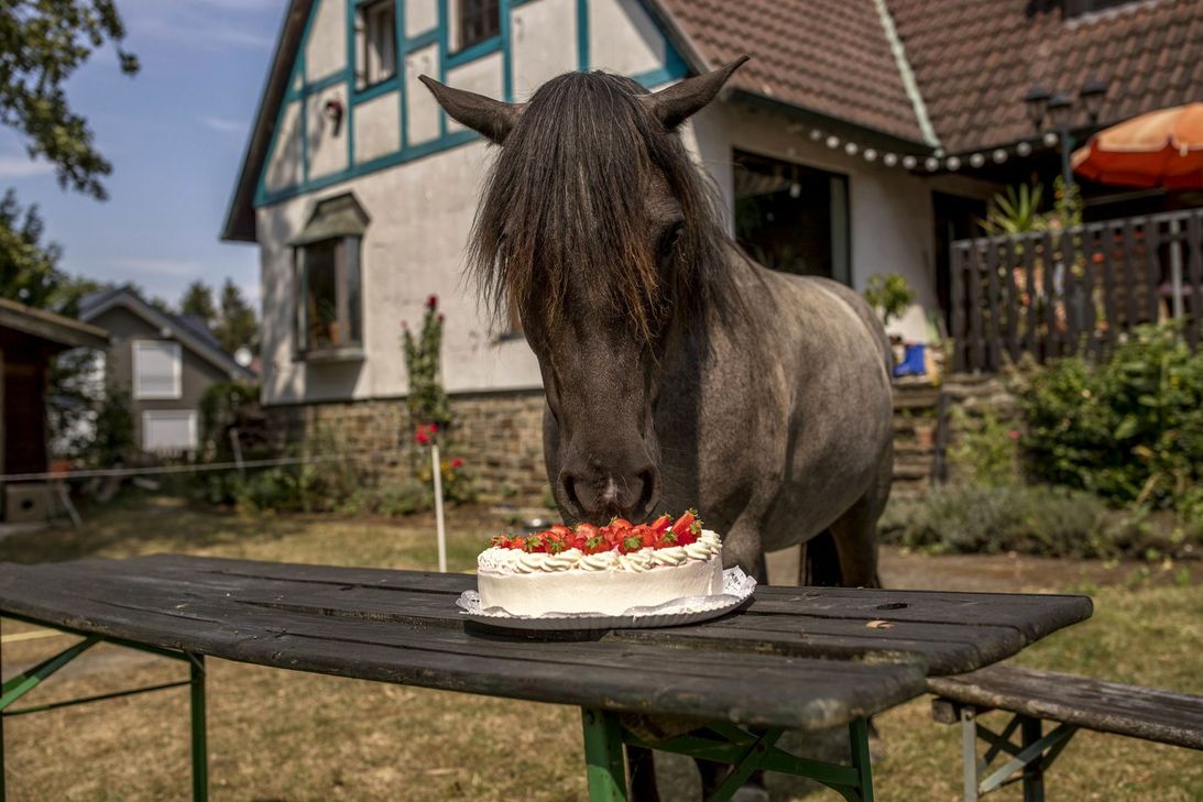 Juli ist richtig neugierig. Die Torte weckt natürlich auch Interesse. Foto: Tomas Rodriguez