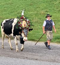 ... und erlebte regionale Traditionen, wie den Almabtrieb hautnah.