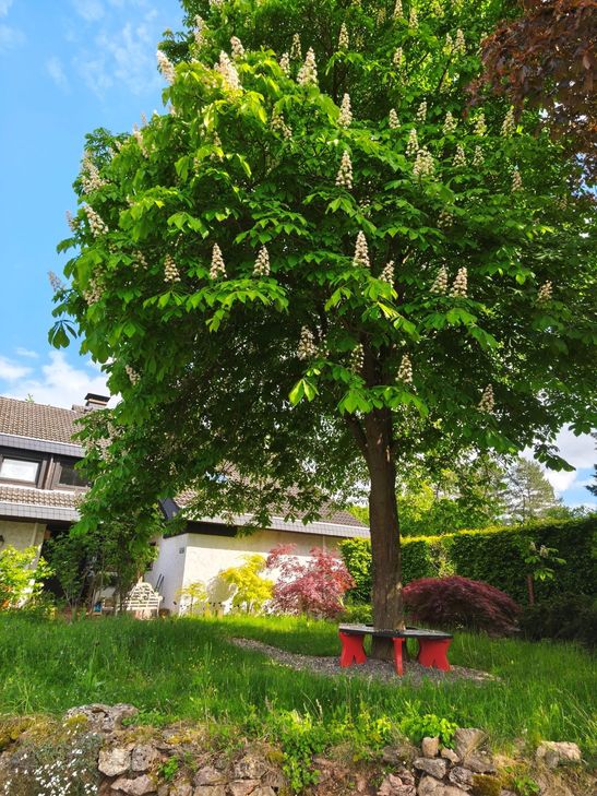 Die haushohe Kastanie im Vorgarten hat Kai Judith Wetzel als kleines Mädchen selbst gepflanzt, drei Ableger für ihre Kinder sind längst gesichert.
