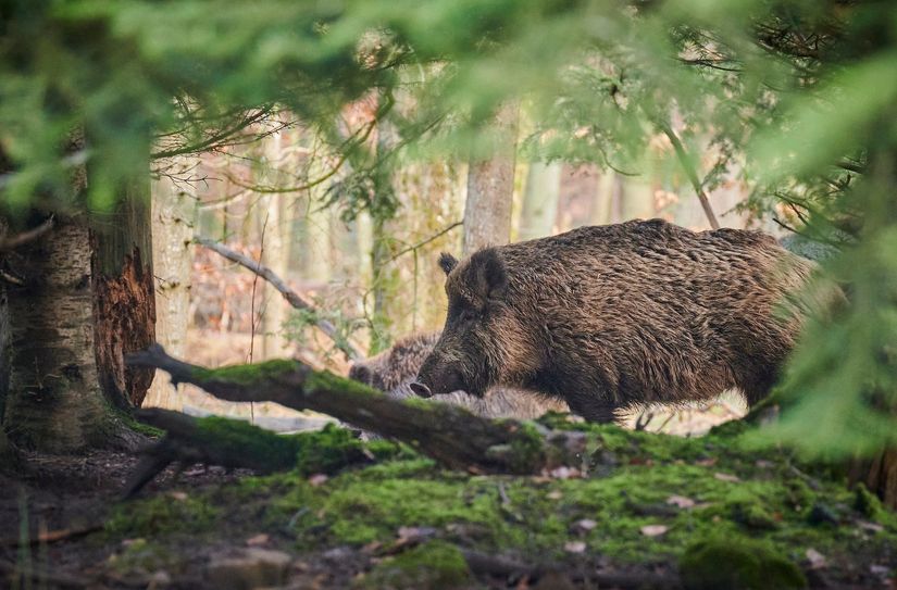 Nach ersten Fällen der Afrikanischen Schweinepest in Rheinland-Pfalz, gibt es bisher keinen Fall im Rhein-Hunsrück-Kreis.