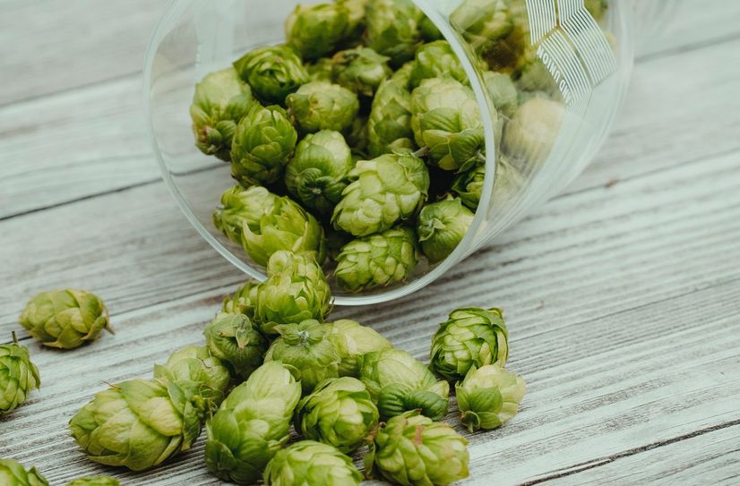 Zur Bierherstellung wird der Hopfen getrocknet, pelliert oder als Extrakt gewonnen, um dem Bier während des Brauvorgangs seine typische Bitterkeit, sein Aroma und die Haltbarkeit zu verleihen.