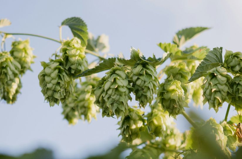 Hopfenpflanzen werden im Mai gesetzt und im Herbst geerntet. Der richtige Zeitpunkt der Ernte ist dabei ausschlaggebend, damit die Hopfendolen ausreichend ausgereift sind.
