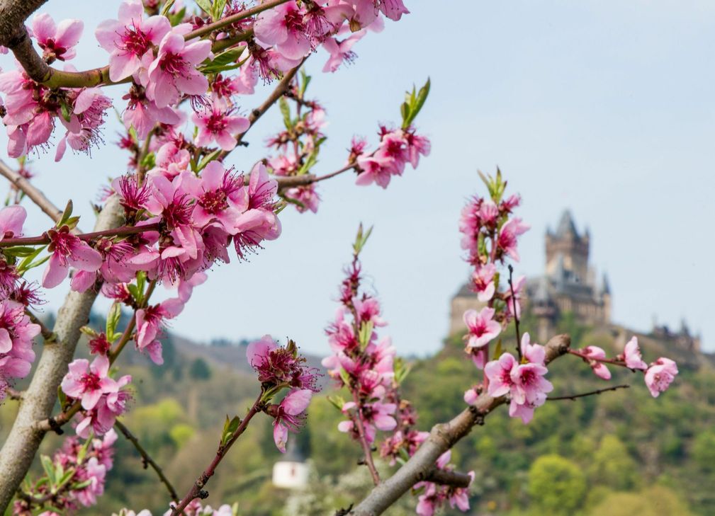 Auch der Blütenmarkt des MoselWeinbergPfirsichs wurde abgesagt.