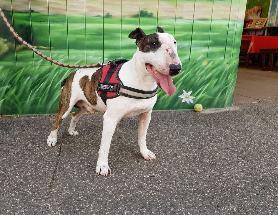 Goofy sucht ein neues Zuhause. Foto: Tierheim