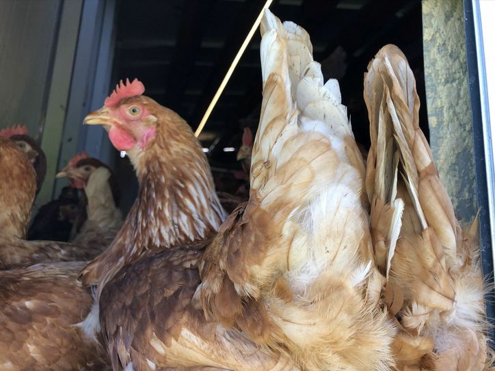 Hier geht es für die Hühner rein in den Mobilstall, bei dessen Bau viel Wert auf das Tierwohl gelegt wurde. mn-Foto