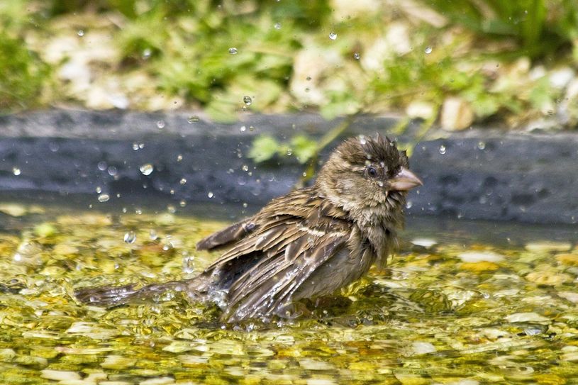 Nicht nur der Spatz badet gerne im Wasser. Auch alle anderen Vögel sind im Sommer auf Tränken angewiesen. Foto: Nabu/Günter Lessenich