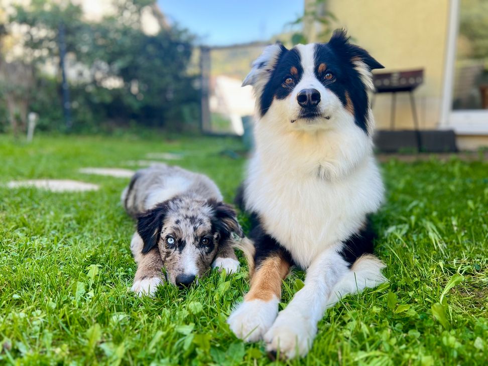 Mehr Akzeptanz für Assistenzhunde