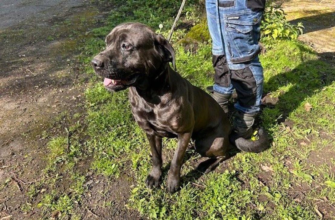 Die Hündin Mika ist knapp zwei Jahre alt.