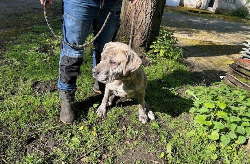 Mala ist eine selbstbewusste und dominante Hündin.