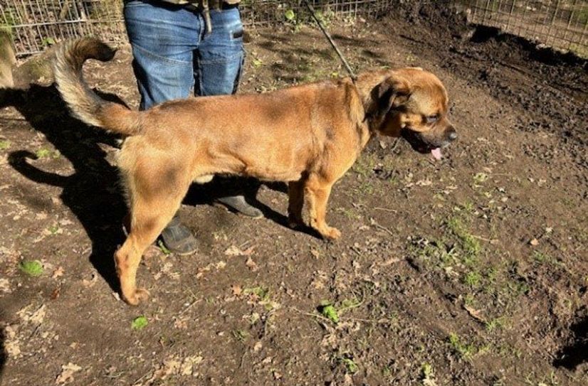 Der Bruder von Mika: Nemo ist wachsam und sehr wissbegie-rig.