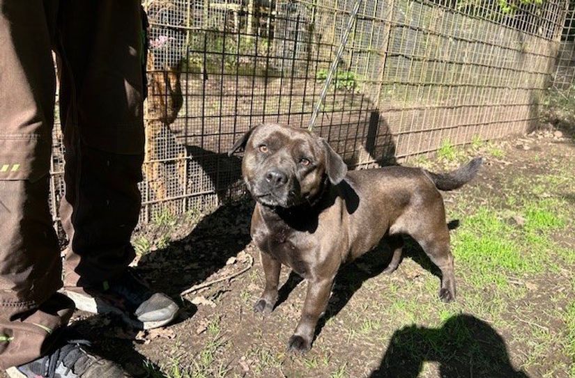 Der Rüde Spike ist sehr zurückhaltend und baut sehr langsam Vertrauen auf.