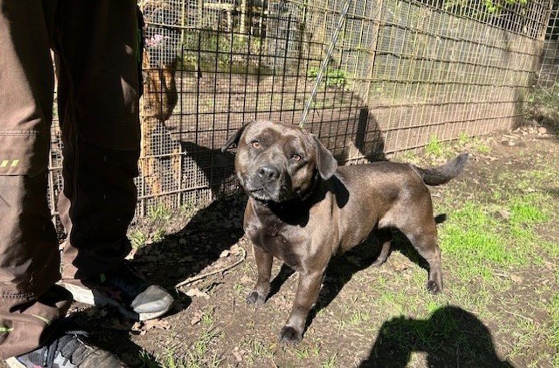 Der Rüde Spike ist sehr zurückhaltend und baut sehr langsam Vertrauen auf.