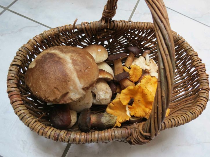 Fette Beute: Steinpilze, Maronen, Pfifferlinge, Semmelstoppelpilze, Hexenröhrling und Kuhmäulchen. Foto: P.Geisbüsch