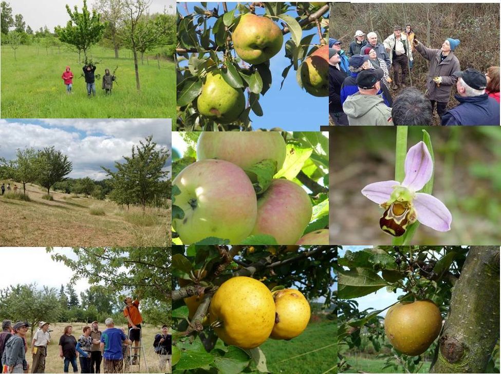 Impressionen Guldentaler Streuobstland. (Fotos: BUND Ortsgruppe Guldental)