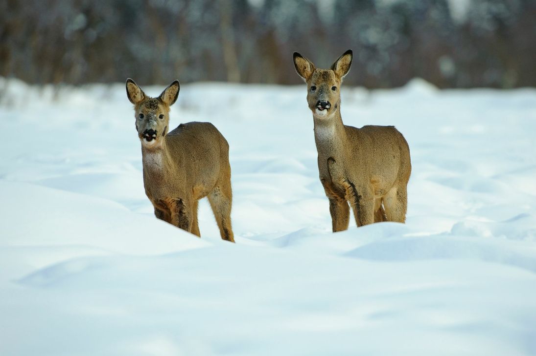 Rehe bewegen sich im Winter möglichst wenig um Energie zu sparen. Foto: Rolfes/DJV