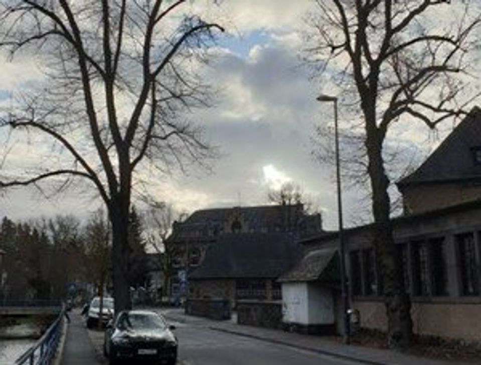 Diese zwei Linden sollen unter anderem gefällt werden.