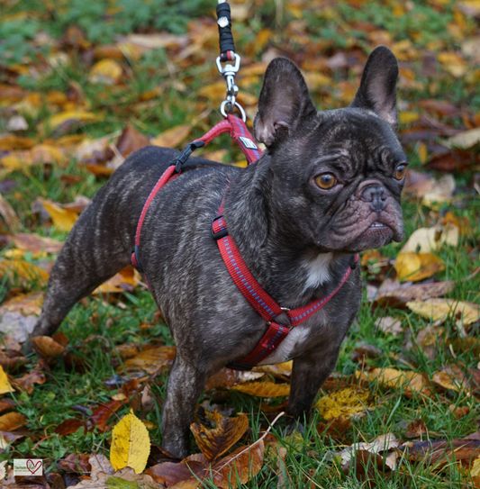 Für Emmi wird ein neues Zuhause gesucht.