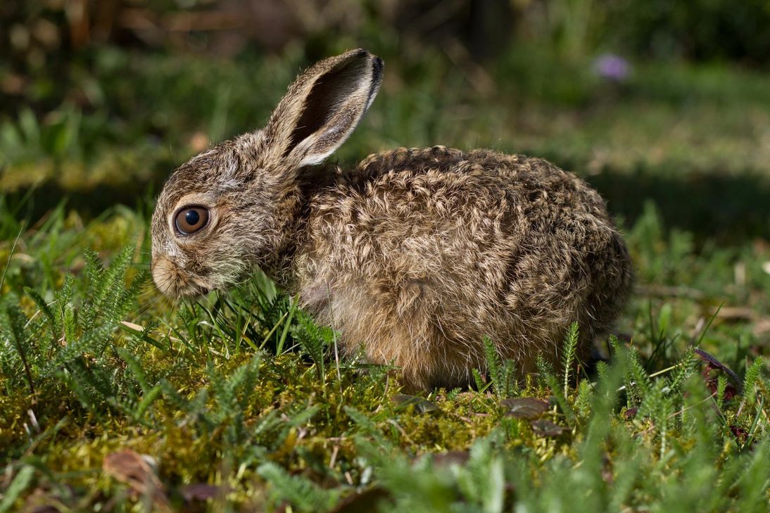 Überlebensstrategie: Junghasen vertrauen voll auf ihre Tarnung. Foto: Rebstock/DJV