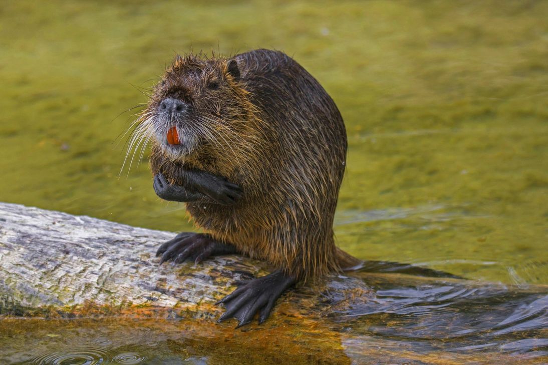Am Reinsfelder Biberdamm, dem ältesten weit und breit, schaut Kreis-Biberbetreuer Johannes Heckel öfter vorbei. Hier mit dabei Stefanie Venske vom rheinland-pfälzischen Biberzentrum in Fischbach bei Dahn. Foto: Schmieder