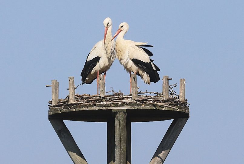 Ein in den Thürer Wiesen brütendes Storchenpaar braucht Ruhe.