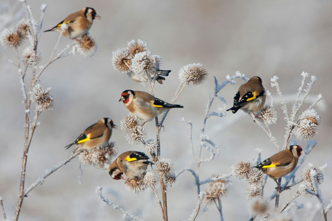 Stieglitze. Foto: Buiten-beeld/Bart Wullings/NatureasArt/NABU
