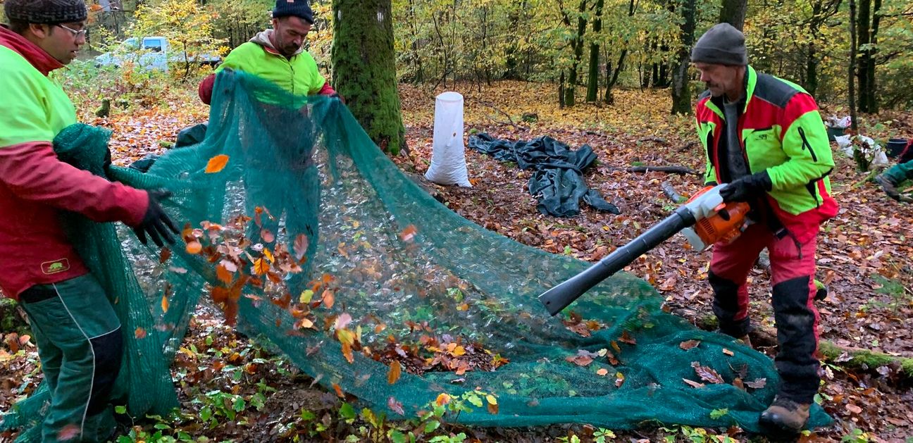 Mittels Laubbläser werden zunächst die Blätter von den Netzen geblasen.