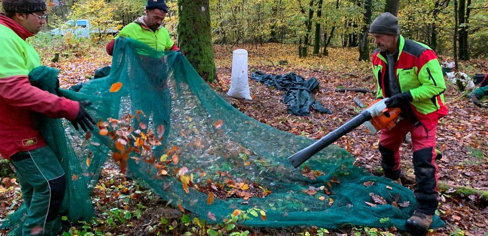 Mittels Laubbläser werden zunächst die Blätter von den Netzen geblasen.