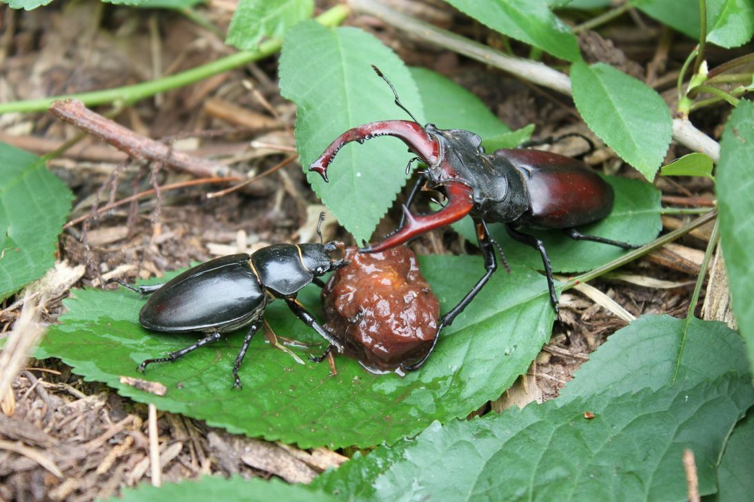 Der Hirschkäfer liebt Süßes. Hier zieht eine überreife Kirsche ein Weibchen (links) und ein Männchen an.