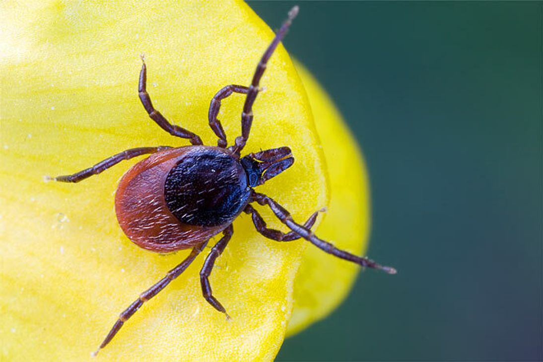 Eine Zecke - auch bekannt als Hausbock - macht es sich gemütlich auf einen Hahnenfuß-Gewächs. Foto: Frank Derer/Nabu