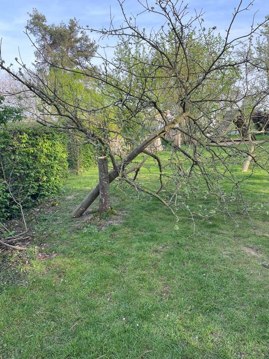 Einfach abgesägt: Vier 15 Jahre alte Bäume haben die Vandalen im Garten des Waldorfkindergartens mit einer gestohlenen Handsäge gekappt.