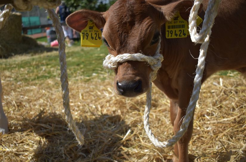 Ein braunes Kälbchen bei der Tierschau 2024.