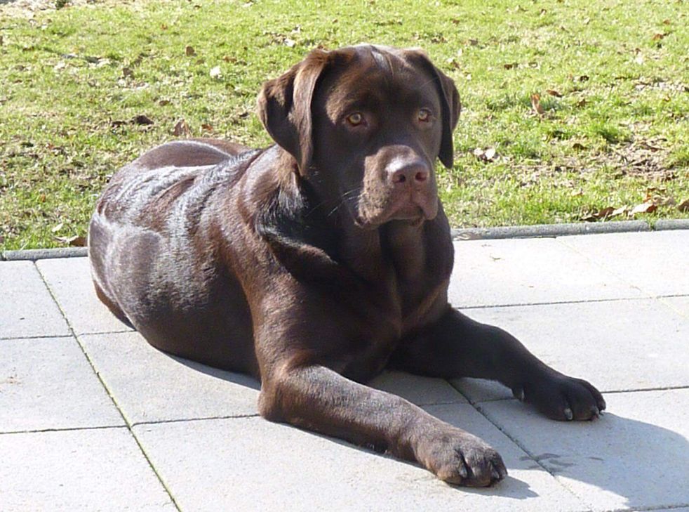 Das Amt für Verbraucherschutz, Tierschutz und Veterinärwesen der StädteRegion Aachen vermittelt Labrador Retriever wie »Bob« gegen eine angemessene Schutzgebühr.