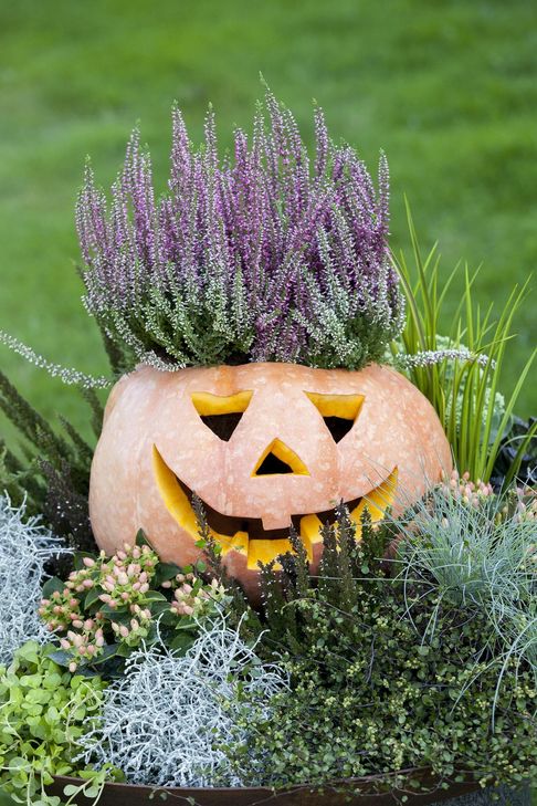 Kürbisgesicht mit buntem Haarschopf aus lila blühender Heide Foto: Blumen – 1000 gute Gründe