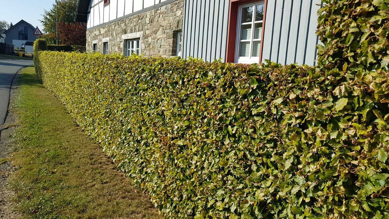 Das Eicherscheider Ortskartell bietet wieder Buchenheckenpflanzen an. Foto: Scheidt