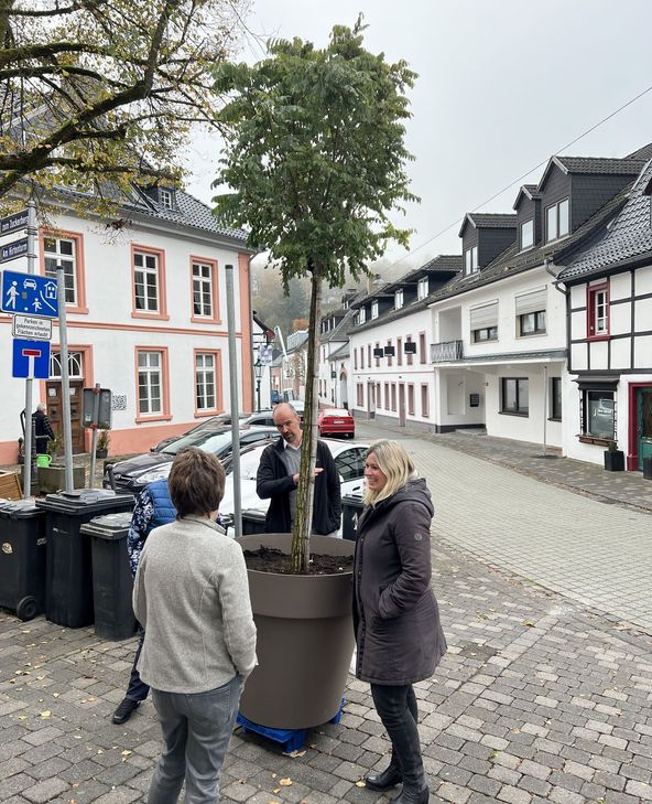 Insgesamt werden 14 Bäume in der Ahrstraße aufgestellt. Sie sind zunächst einmal in Pflanzkübel gepflanzt, die eine Übergangslösung darstellen. Diese sind so konzipiert, dass sie leicht zu verstellen sind und man so Erfahrungen sammeln kann, wo sich die besten Standorte befinden.