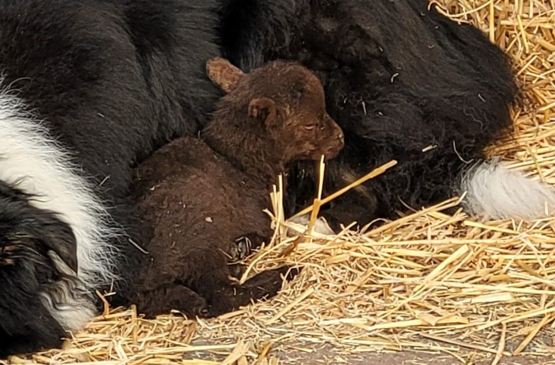 Lämmchen Karl-Otto wurde geklaut.